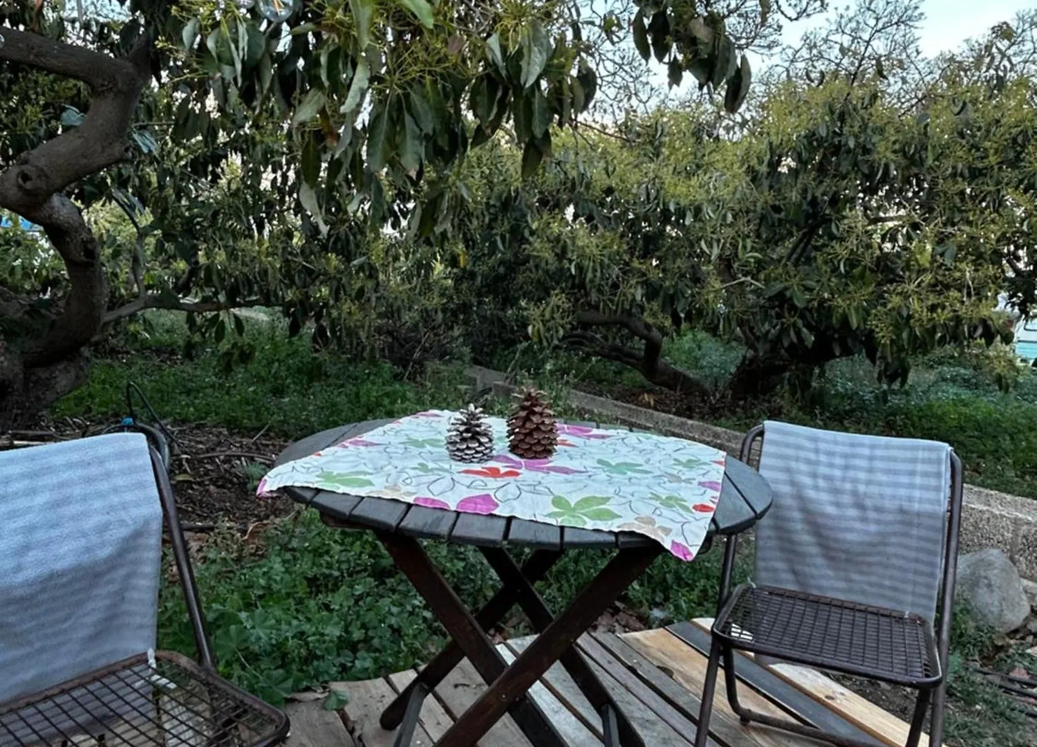Campo de lujo Hotel Yurt In Avocado Garden Güímar